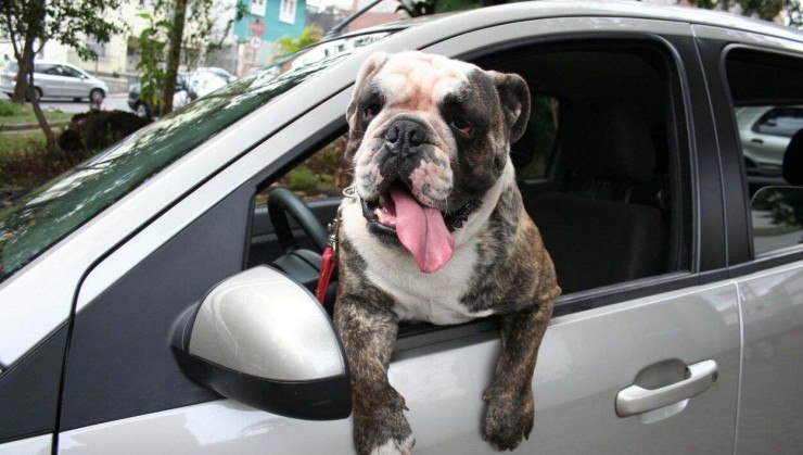 Pet no carro viagem de férias buldogue tigrado com parte do corpo pra fora da janela dianteira do carro