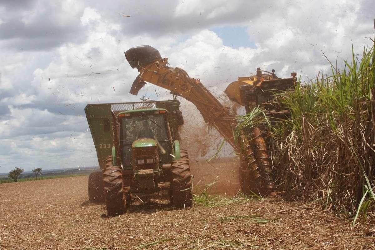 Máquina agrícola vista de frente durante processo de colheita mecanizada de cana-de-açúcar, que servirá para a produção de etanol