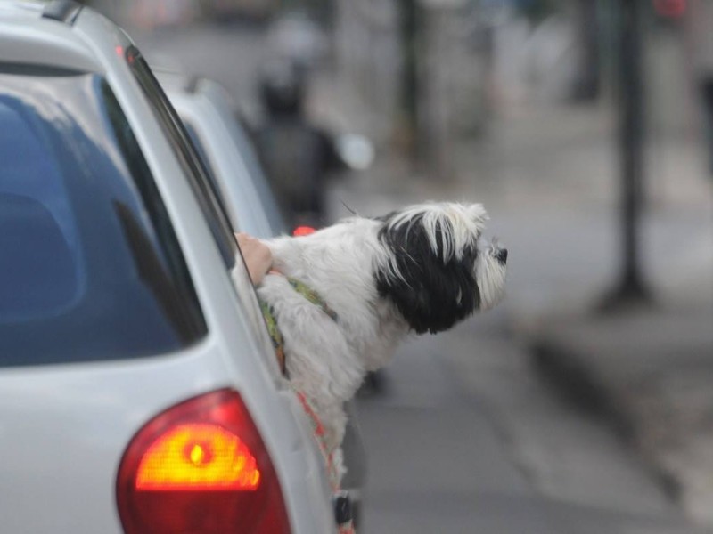 Deixar animais na janela dos veículos está fora das normas de circulação de pets em automóveis, segundo o Código de Trânsito Brasileiro (CTB)