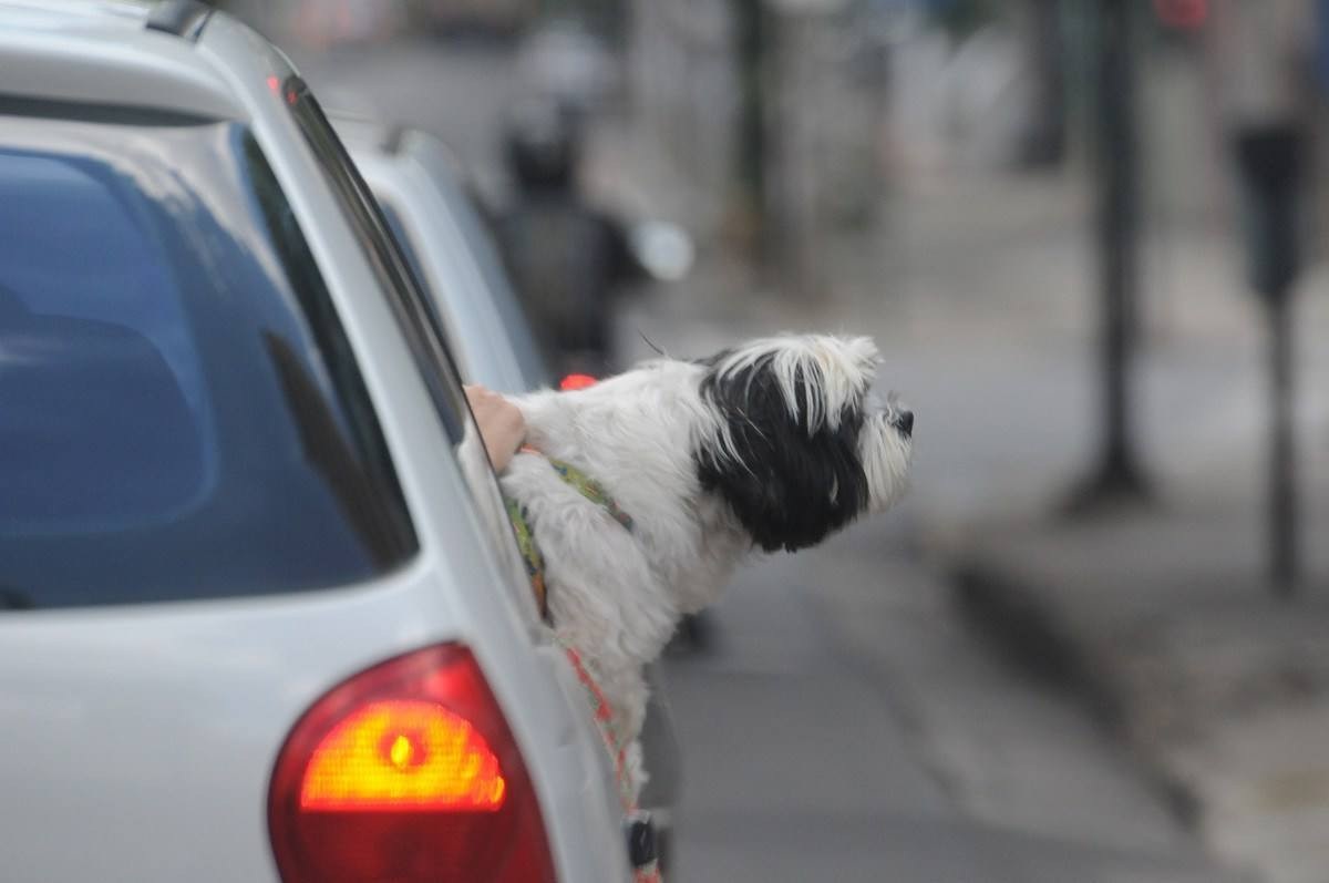 Cachorro da raça Shih Tzu preto e branco com a cabeça para fora da janela de carro cinza 