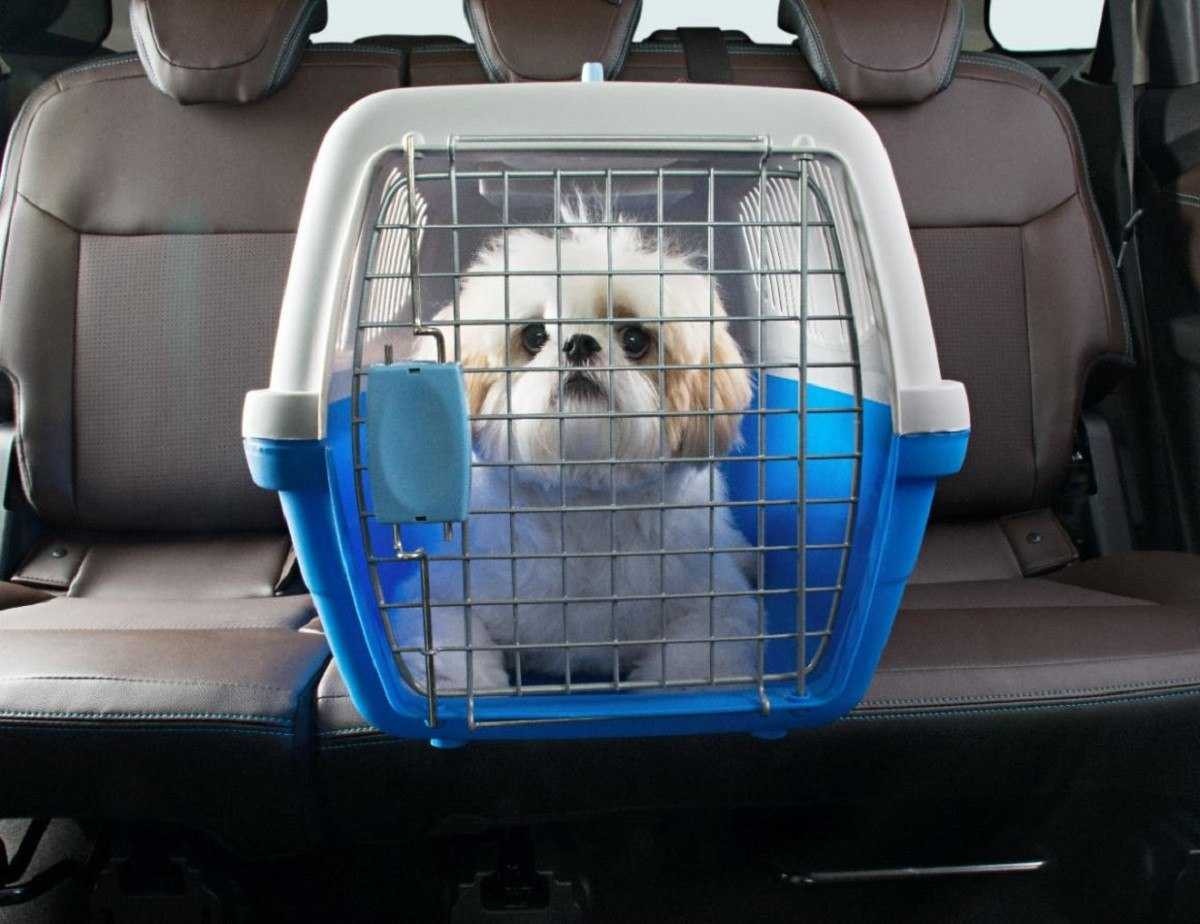 Cachorro branco de pequeno porte dentro de caixa de transporte azul e branca no banco traseiro de carro