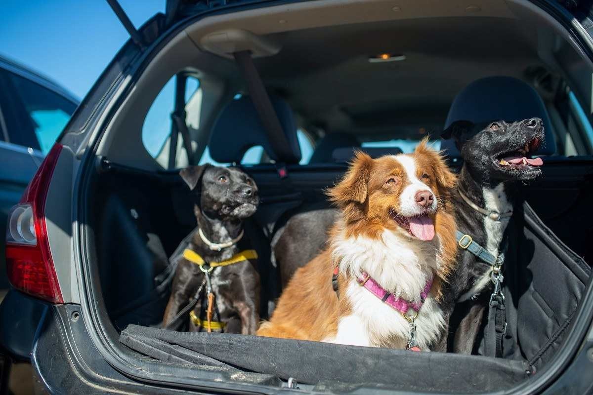 Três cães usando guia no porta-malas de carro sobre capa protetora preta 
