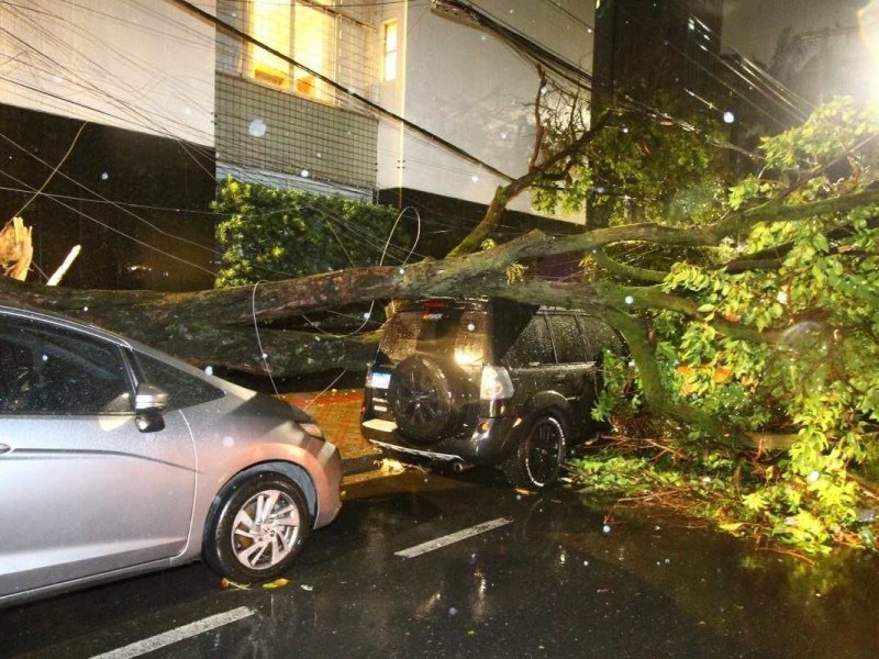 Árvore caiu sobre o carro: e agora?