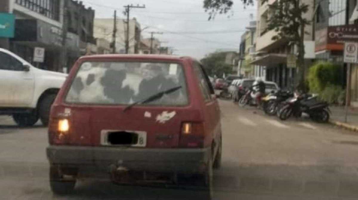 Traseira de Fiat Uno vermelho carregando bovino malhado no porta-malas