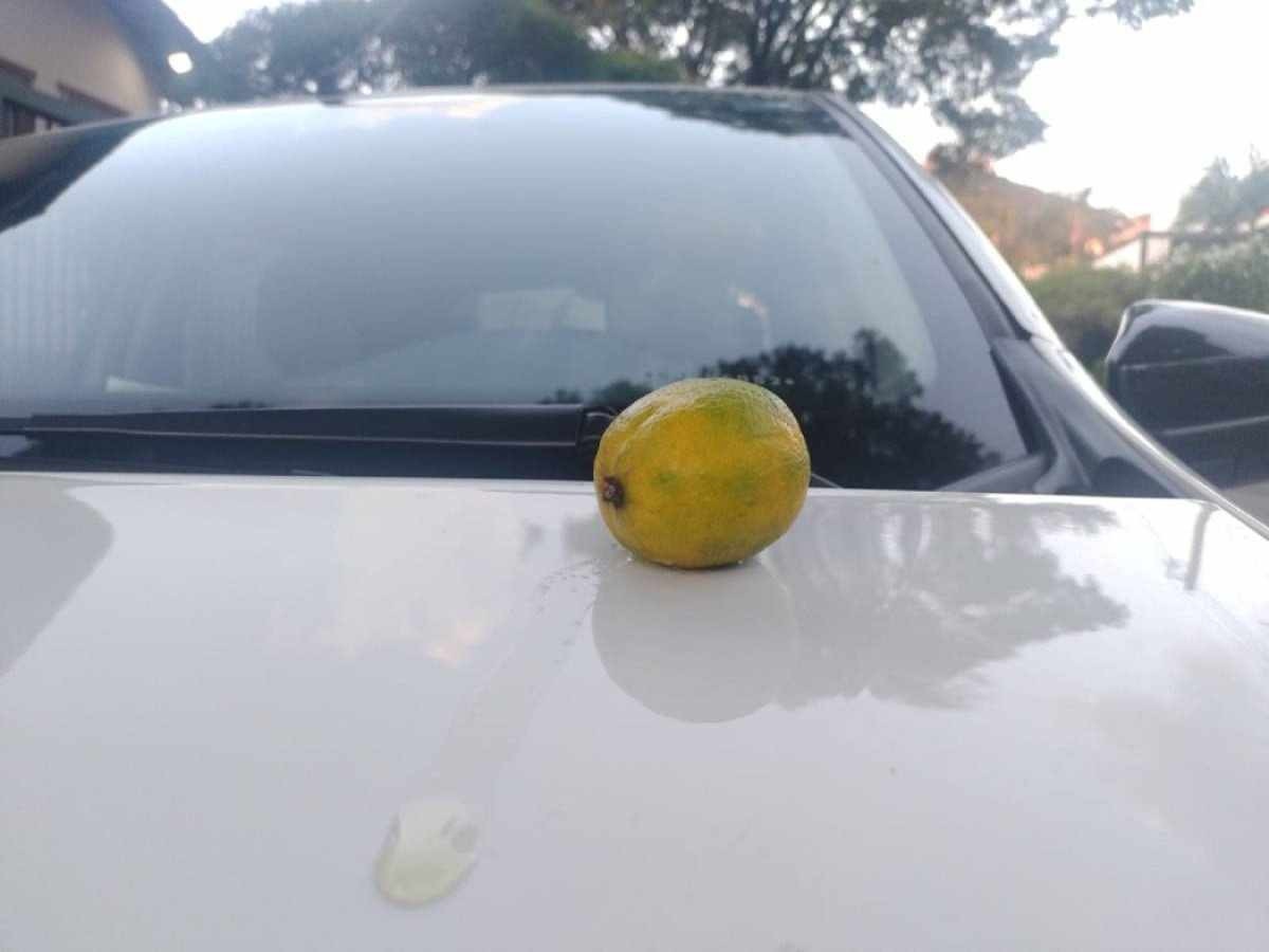 Frutaque cai em pintura de carro limão em capô de carro cinza com árvores ao fundo