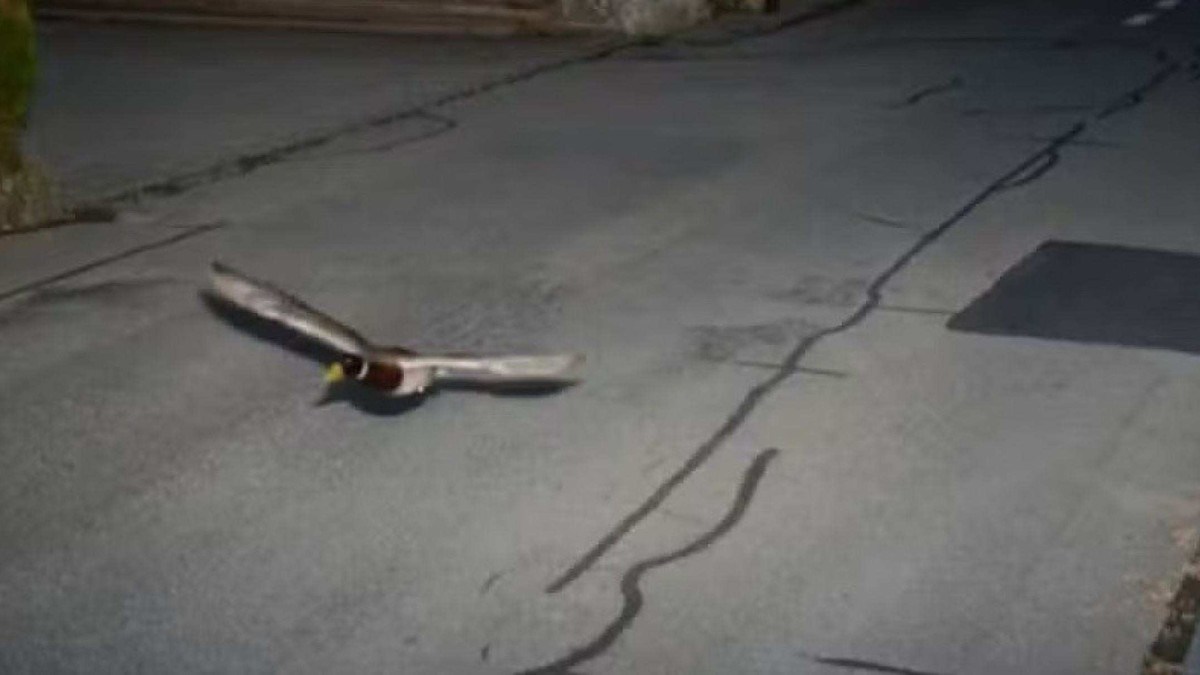 Pato é flagrado voando a 52 km/h
