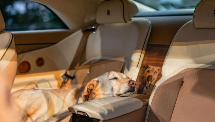 Bailey é um Labrador com Golden Retriever que pertence a um casal de clientes fieis da marca