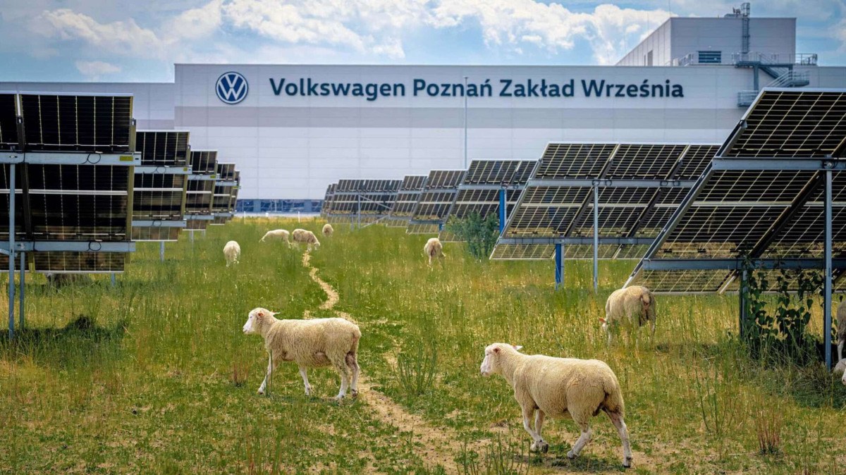 Ovelhas entre as placas fotovoltaicas da Volkswagen Poznan
